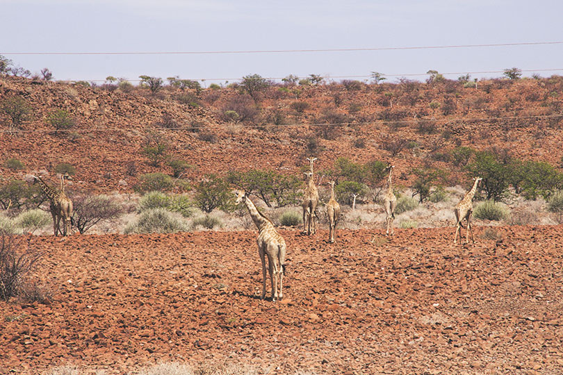 Encontro com girafas