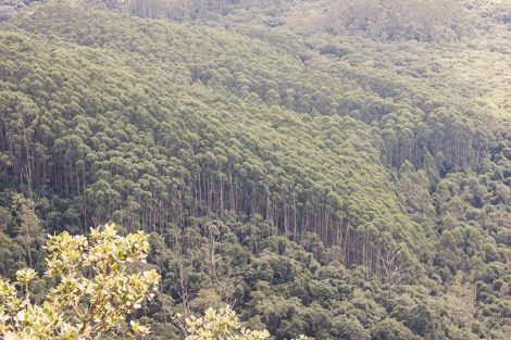 Trilha para a Pedra do Sapo