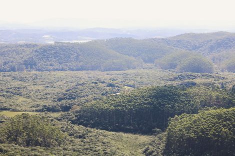 Trilha para a Pedra do Sapo