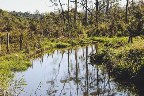 Trilha para a Pedra do Sapo