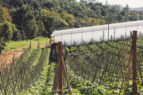 A caminho da Pedra do Sapo