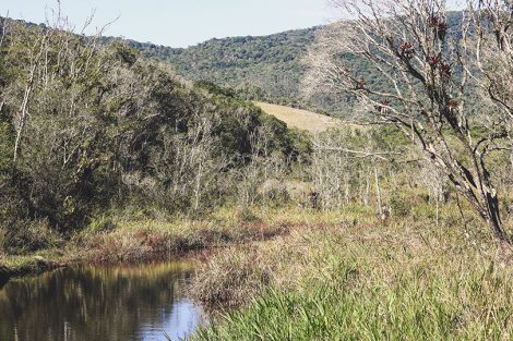 Trilha para a Pedra do Sapo