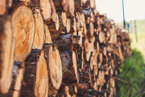 A caminho da Pedra do Sapo