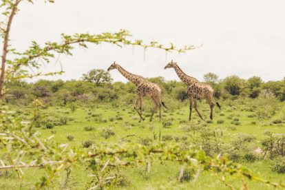 Etosha National Park