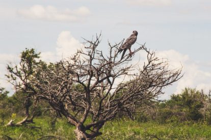 Etosha National Park