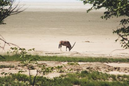 Etosha National Park