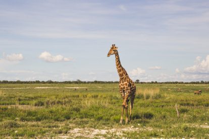Etosha National Park