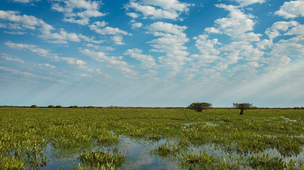 Pantanal