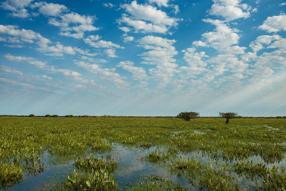 Pantanal